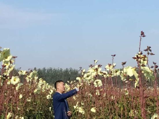 棉花.jpg